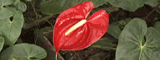 Anthurium - Also known as the Flamingo Flower or the Boy Flower.