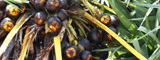 Palm Fruit- A Natural Coolant