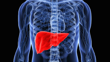 Learn all about Liver: Function, Disorders and Transplantation