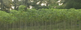 Tapioca Cultivation 