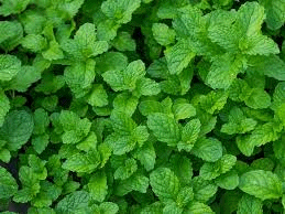 Mint Leaves 