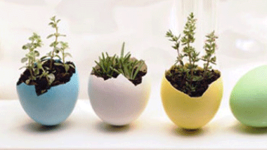 DIY: Cute Eggshell Planters 