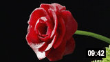 Beetroot Rose Flower 