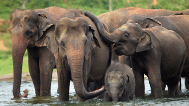<br>Kerala Elephants - Episode 1<br>Life & Routine of Tamed Elephants