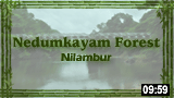 Nedumkayam Forest - Nilambur