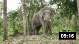 Kerala Elephants - Musth Period | Episode 2 (Malay 