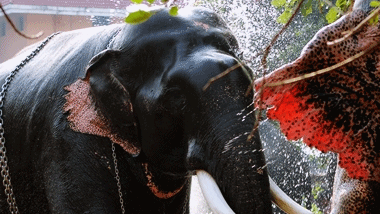 Kerala Elephants - Musth Period | Episode 2
