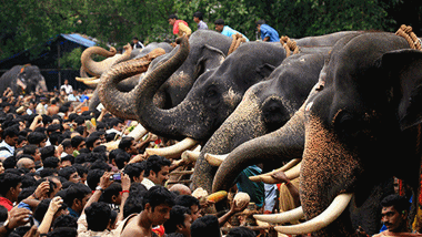 Anayoottu | The  Ceremonial feeding of Elephants in Kerala