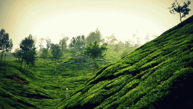Munnar | The gateway to the Hills!