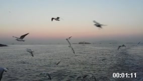 Sea gulls at Mumbai harbour